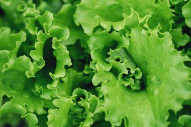 Taze yeşil marul salatası arkaplanı. Bahçe yatağında yeşil yaprağın yakın çekimi