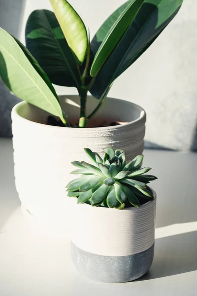 Plantas verdes em vasos cerâmicos. Plantas de casa de cacto em vaso no peitoril da janela. Luz solar da manhã dura — Fotografia de Stock