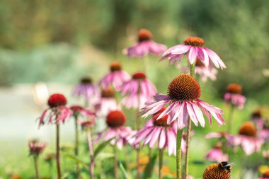 Bahçede Echinacea purpurea. Bağışıklığı arttırmak için tıbbi çiçek. Seçici odak