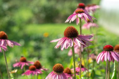 Bahçede Echinacea purpurea. Bağışıklığı arttırmak için tıbbi çiçek. Seçici odak