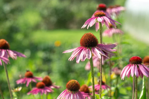 Echinacea purpurea a kertben. Gyógyvirág az immunitás fokozására. Szelektív fókusz — Stock Fotó