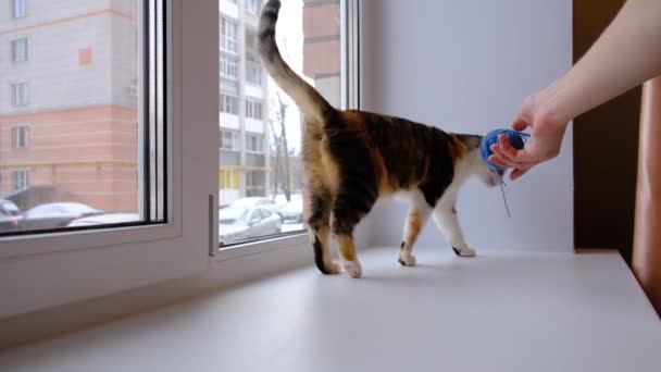 Gato divertido jugando con una bola de hilo en el alféizar de la ventana. Gato tricolor — Vídeos de Stock