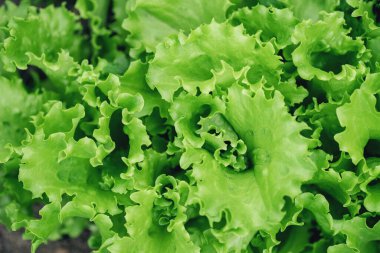 Taze yeşil marul salatası arkaplanı. Bahçe yatağında yeşil yaprağın yakın çekimi