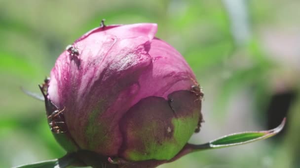 Rosa trädgården Pion blomma Bud med myror. Förhållandet mellan pion och myror. Myror livnär sig på nektar och skyddar sin födokälla från andra blommiga insekter — Stockvideo