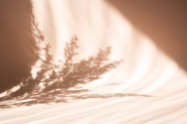 Pampa otları bej bir duvarda ya da masada doğal gölgeler. Bej arka planda çiçek silueti