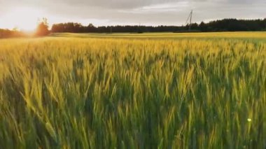 Tarlada muhteşem bir gün batımı. Batan güneşin ışınlarında buğday tarlası. Kırsal alan