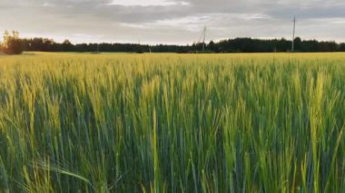 Tarlada muhteşem bir gün batımı. Batan güneşin ışınlarında buğday tarlası. Kırsal alan