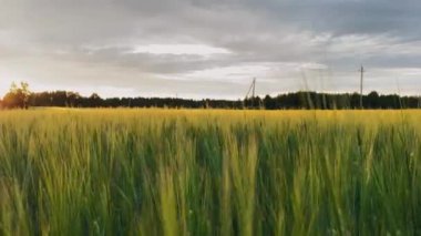 Gün batımında arpa tarlası. Altın kulaklar rüzgarda sallanıyor. Kırsal alan