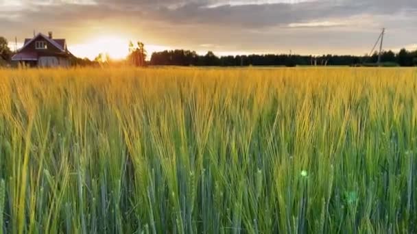 Удивительный закат в поле. Пшеничное поле в лучах заходящего солнца. Деревенский пейзаж — стоковое видео