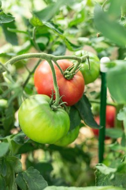 Serada olgunlaşmış domatesler. Daldaki iki domatesin yakın çekimi. Çiftçilik, bahçıvanlık.