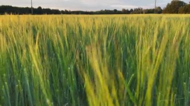 Gün batımında arpa tarlası. Güzel kırsal alan. Tarlada altın arpa kulakları