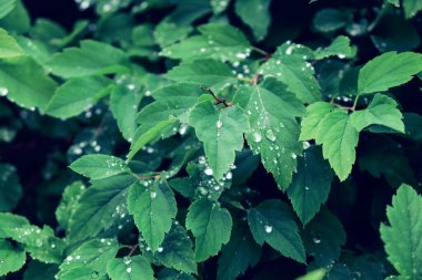 Yağmurdan sonra koyu yeşil yapraklar. Yapraklara su damlatıyor. Soyut doğal arkaplan