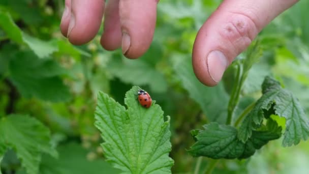 Mariquita en una hoja verde. Hermoso fondo natural. Dedos masculinos. Primer plano. — Vídeos de Stock