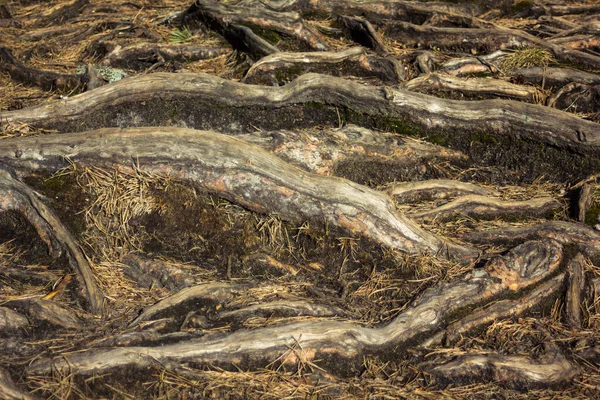 Closeup of Tree Roots - detailed texture on a Calm and Sunny Spring Day in the Forest