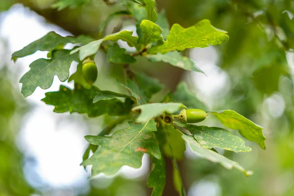 Acorn in Oak Tree, Green Pattern Background - Close up with Selective Focus