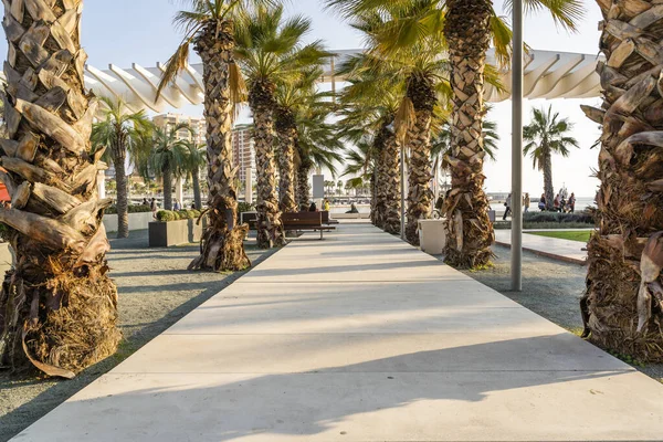 Malaga Španělsko Května 2020 Prázdný Chodník Mezi Palmami Palmeral Las Stock Fotografie
