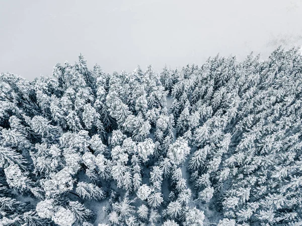 Fresh Snow Covering Tree Tops - Aerial Drone Top Down Photo