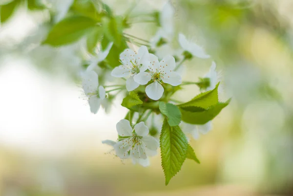Flowering cherry. Flowers close up on blurred background. — Stock Photo, Image