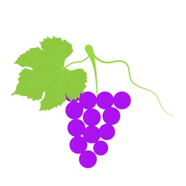 Bir demet üzüm. Vektör çizimi .