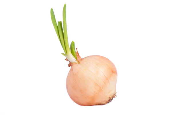 Cebolla con verduras primer plano sobre un fondo blanco . — Foto de Stock