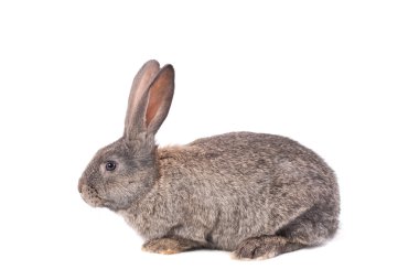 Beyaz bir arka planda gri tavşan.