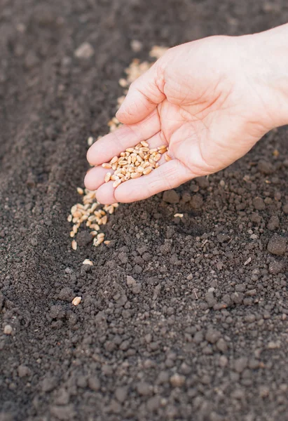 Siembra semillas en el suelo. Agricultura . — Foto de Stock