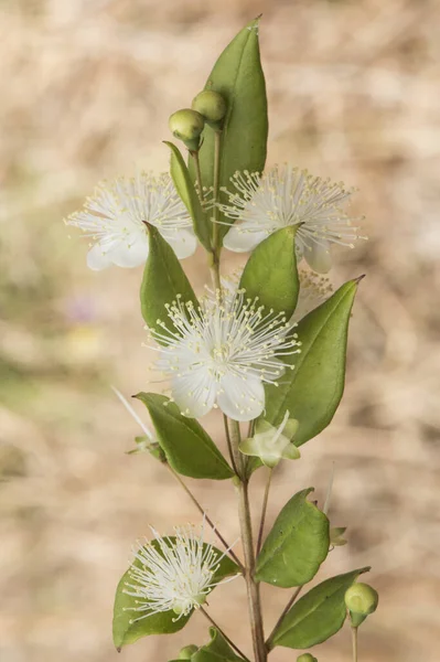 Myrtus Communis Arbusto Murta Com Folhas Verdes Belas Flores Brancas — Fotografia de Stock