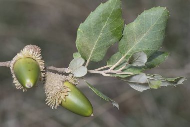 Quercus suber meşe ağacı nemli Akdeniz ikliminde domuz ve inekleri besleyen meşe palamutları üretir.