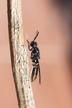 Hermetia, siyah asker sinek sineğini yaklaşık 2 cm uzunluğunda, mavi ışıklı ve beyaz bacaklı, bir dal parçasına tünemiş, siyah flaşlı bir böcekten kurtarır.
