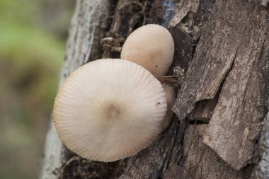 Pluteus boudieri semibulbosus inquilinus kahverengi renkli küçük mantarlar ve ölü kavak lambalarında parlayarak büyüyen pembe krem bıçaklar.