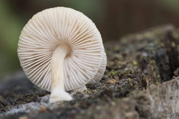 Pluteus Boudieri Semibulbosus Inquilinus Piccoli Funghi Colore Marrone Lame Crema — Foto Stock