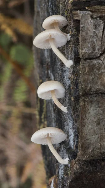 Pluteus Boudieri Semibulbosus Inquilinus Champiñones Pequeños Color Marrón Hojas Crema — Foto de Stock