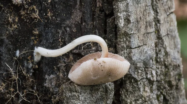 Pluteus Boudieri Semibulbosus Inquilinus Malé Houby Hnědé Barvy Růžové Smetanové — Stock fotografie