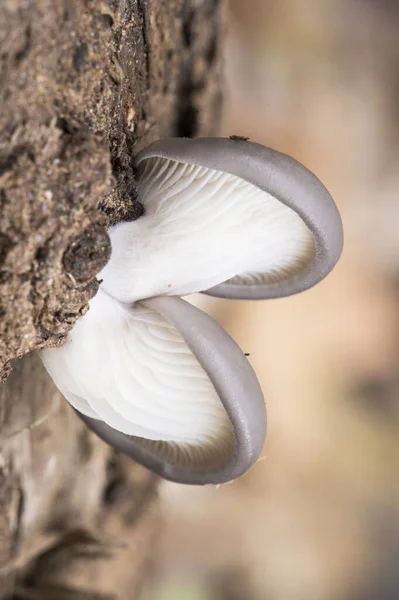 Pleurotus Ostreatus Oyster Mushroom Delicious Fungus Growing Wild Decaying Logs — стоковое фото