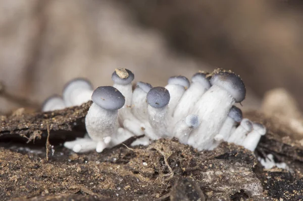 Pleurotus Ostreatus Oyster Mushroom Delicious Fungus Growing Wild Decaying Logs — стоковое фото