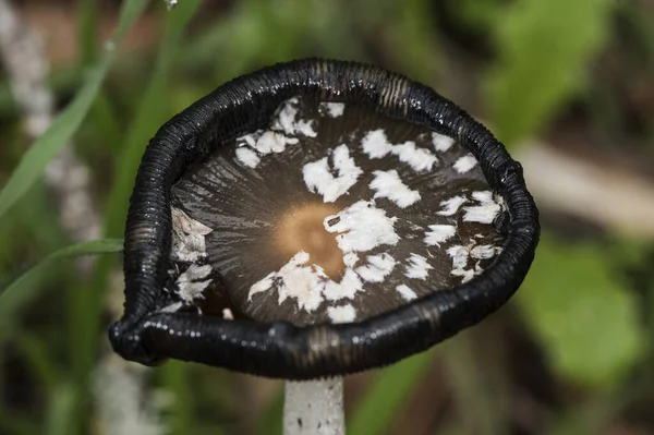 Coprinus picaceus Magpie Fungus pretty mushroom of black and white color at maturity, although without culinary interest, the sheets when ripe are liquefied into an ink-like liquid flash lighting