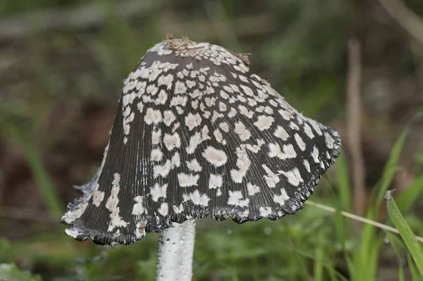 Coprinus Picaceus Sroka Grzyb Ładny Grzyb Czarno Biały Kolor Dojrzałości — Zdjęcie stockowe