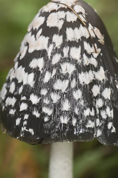 stock image Coprinus picaceus Magpie Fungus pretty mushroom of black and white color at maturity, although without culinary interest, the sheets when ripe are liquefied into an ink-like liquid flash lighting