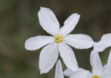 Narcissus serotinus. Geç çiçek açan nergis çiçeği. Sarı pullu küçük beyaz çiçek. Batı Endülüs 'ün bitmemiş çayırlarında yetişen binlerce çiçek.