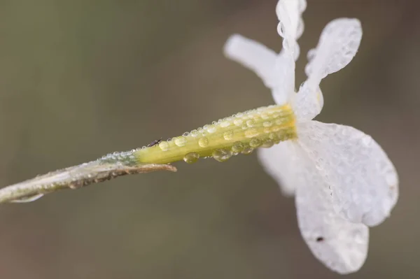 Narcissus Serotinus Késői Virágzású Nárcisz Kis Fehér Virág Sárga Tűlevelű — Stock Fotó