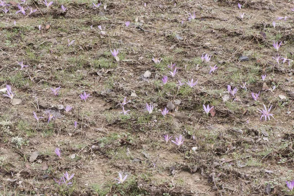 Merendera Filifolia Removedor Lanches Espécies Açafrão Selvagem Com Pétalas Roxas — Fotografia de Stock