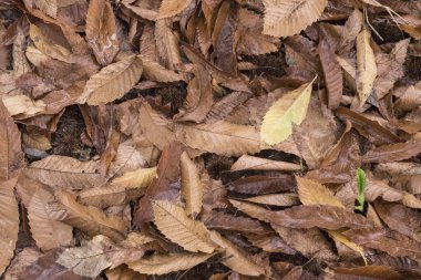 Sonbaharda kestane ağaçlarının toprağı kestane ağaçlarının yapraklarıyla dolup taşar ve yerleri turuncu-kahverengiye boyarlar.