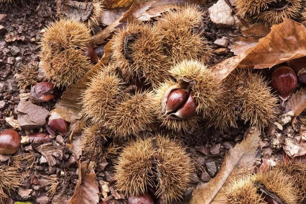 Hösten Tiden För Kastanjeskörden Påsarna Med Frukten Inuti Faller Till — Stockfoto