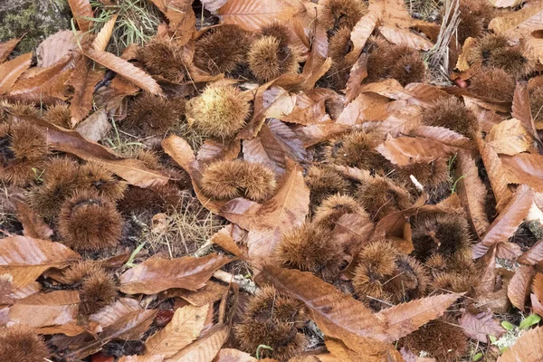 Hösten Tiden För Kastanjeskörden Påsarna Med Frukten Inuti Faller Till — Stockfoto