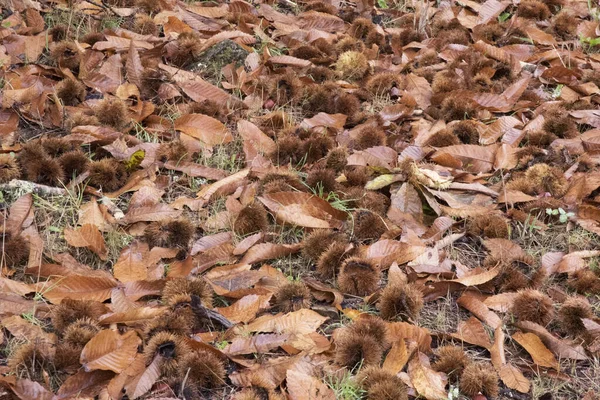 Hösten Tiden För Kastanjeskörden Påsarna Med Frukten Inuti Faller Till — Stockfoto