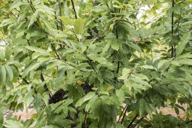 Sonbaharda kestane dallarının yeşil yaprakları yaprakların rengini doğal gün ışığını kapatmak için değiştirmeye başlar.
