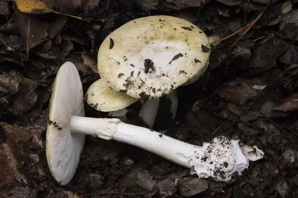 Amanita Phaloides Death Cup Mushroom Greenish Color Hat White Blades — Stock fotografie