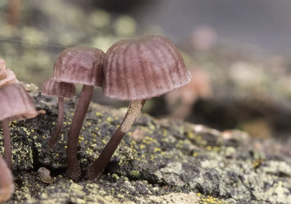 Mycena Meliigena Крошечный Фиолетовый Гриб Растущий Ветшающем Дереве Размытом Оранжево — стоковое фото