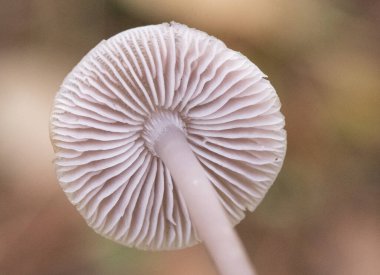 Mantarların solungaçları sporların bulunduğu bu mantarların anatomisinin bir parçasıdır. Bu güzel pembe-kahverengi pastel yapılar ışık saçıyor.