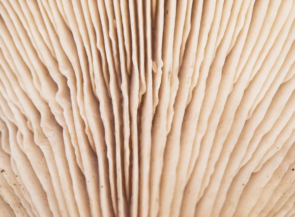 The gills of the mushrooms are a part of the anatomy of these fungi where the spores are housed, an approximation to these beautiful pink-brown pastel structures flash lighting